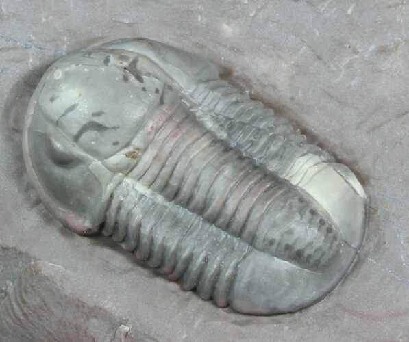 Undescribed Proetid Trilobite From Jorf - Very Inflated #46338
